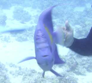 Tauchgebiet Dolphin House