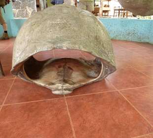 Panzer einer Schildkröte