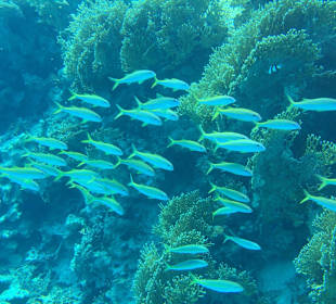 Schnorcheln Hurghada