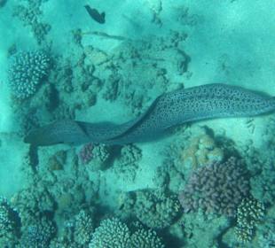 Murène géante: plage d'Abu Dabbab