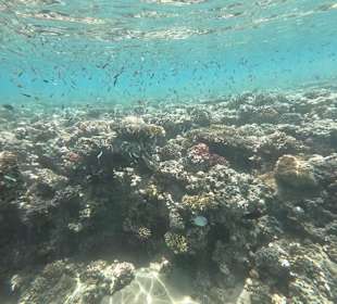 Schnorcheln Makadi Bay