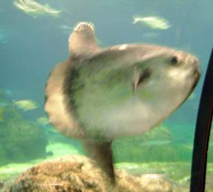 L'Aquarium Barcelona