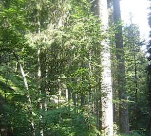 Parcul Natural Apuseni