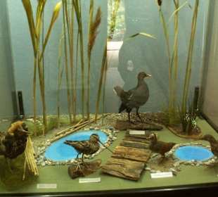 Ekspozycje w muzeum przyrodniczym