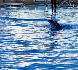 Delfinshow