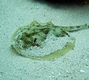 Schnorcheln am Hausriff