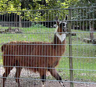 Alsdorf Zoo