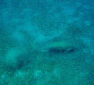 Dugong, Mai 2015