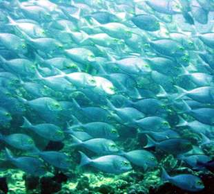 viele Fische