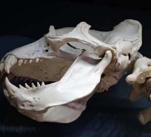 Impressionen aus dem Aquazoo Löbbecke Museum