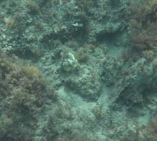 Glasbodenboot Tour Lindos