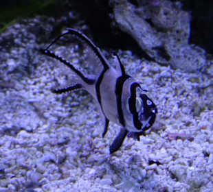 In der Aquarienwelt des Nautiland
