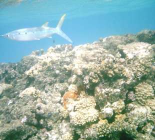 Hausriffe am Albatros Palace