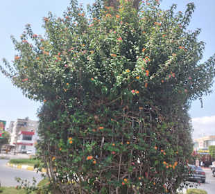 Stadtrundgang Alanya-Konakli