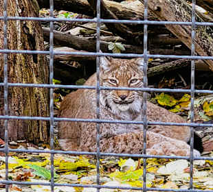 Eurasischer Luchs
