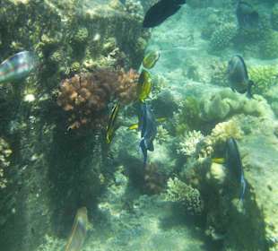 Riff zum Schnorcheln