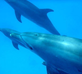 Delfine erleben mit Yasser