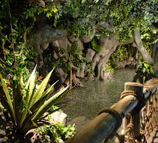 Водоём с карпами