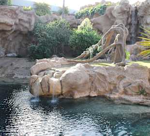 Weiße Bengalen-Tiger