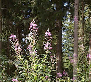 Wanderweg 10 zum Silberberg