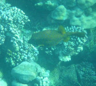 Schnorcheln Marsa Alam