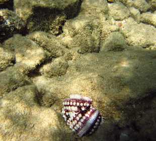 Pharaonen - Turbanschnecke