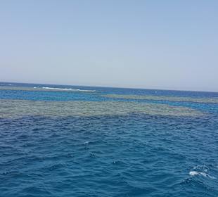 Sataya / Dolphin Reef