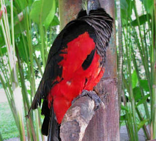 Exotische Vögel 1