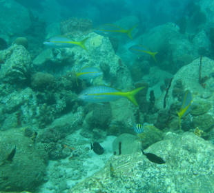 Tauchgebiet Deux Pitons / St. Lucia