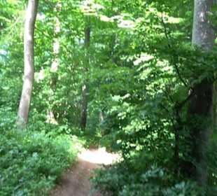 Premiumwanderweg "hochgelegen"