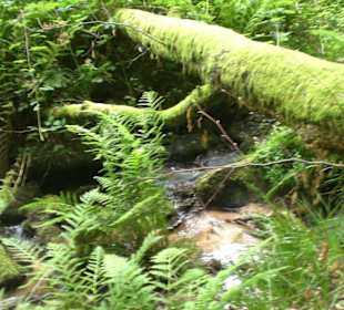Spessart,Wilddieb Wanderroute.
