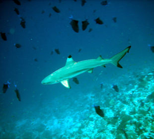 Riffvielfalt unter Wasser