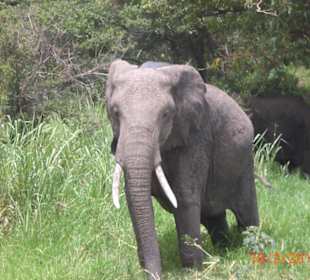 Elefant