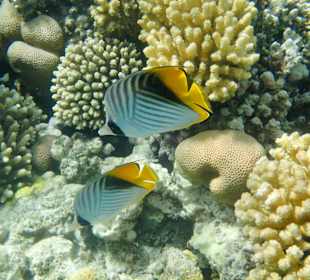 Schnorcheln Makadi Bay