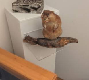 Heimatmuseum im Herrenhaus