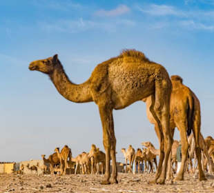 Shalateen Stadt in Ägypten Mit Morgenland Reisen