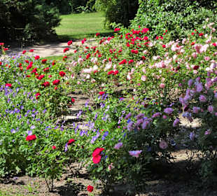 Spaziergang durch den Rosengarten