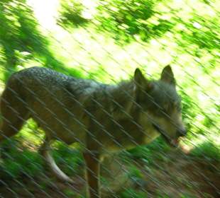Wolf
