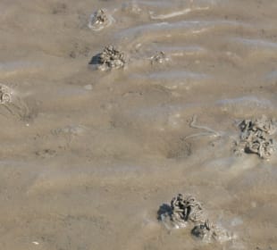 Bei einer Wattwanderung bei Cuxhaven