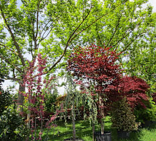 Peterhof-Pflanzen in Hanhofen