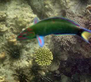 Beim Schnorcheln vor dem Hotel