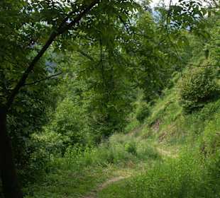 über Wiesen und durch Wälder