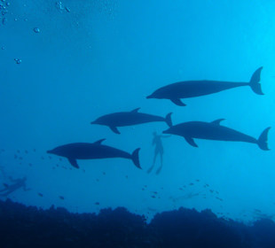 Delfine beim Tauchgang am Haus-Riff gesehen