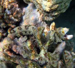 Sternfleckenmuräne am Hausriff...