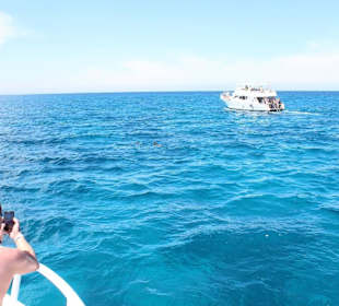 Schwimmen mit Delfinen-Ausflüge in Hurghada 