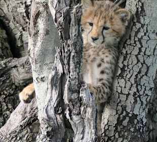 Baby Cheetahs