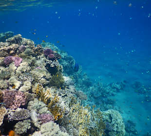 Schnorcheln Marsa Alam