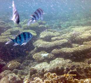 Zebrafische im Außenriff