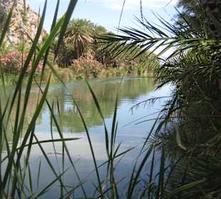 Palmenwald und Fluss