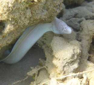 Schnorcheln Makadi Bay